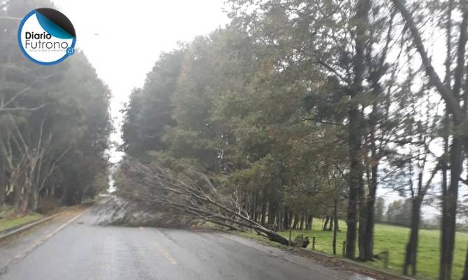 [PRECAUCIÓN] Caída de árboles obstruye la ruta Futrono - Puerto Nuevo