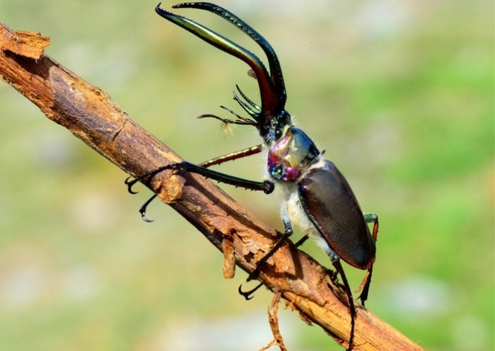 Ciervo Volante: Especie con problemas de conservación.