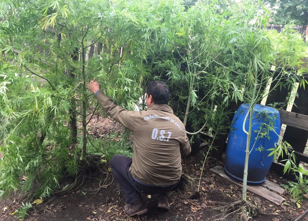 Carabineros de Valdivia incautó 10 plantas de marihuana en Reumén - Diario Futrono