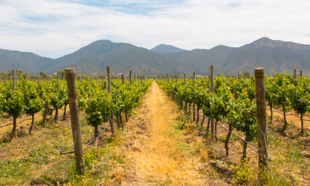 Datos imperdibles de los mejores vinos de Mendoza y Chile