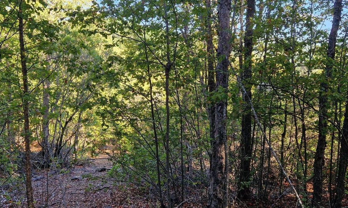 Día de los Bosques: Estado y academia en búsqueda de la carbono neutralidad