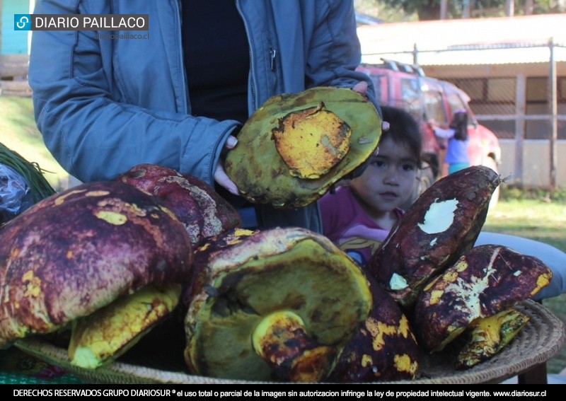 Loyo, el hongo gigante que causó sensación en la Fiesta del Hongo Silvestre y El Trueke