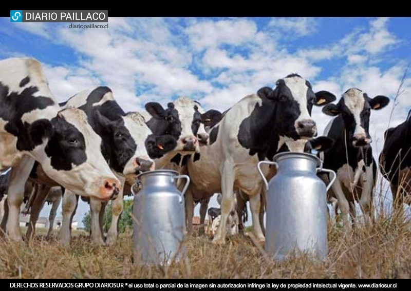 Importante empresa agrícola requiere contratar encargado de bodega, tractorista y ordeñador