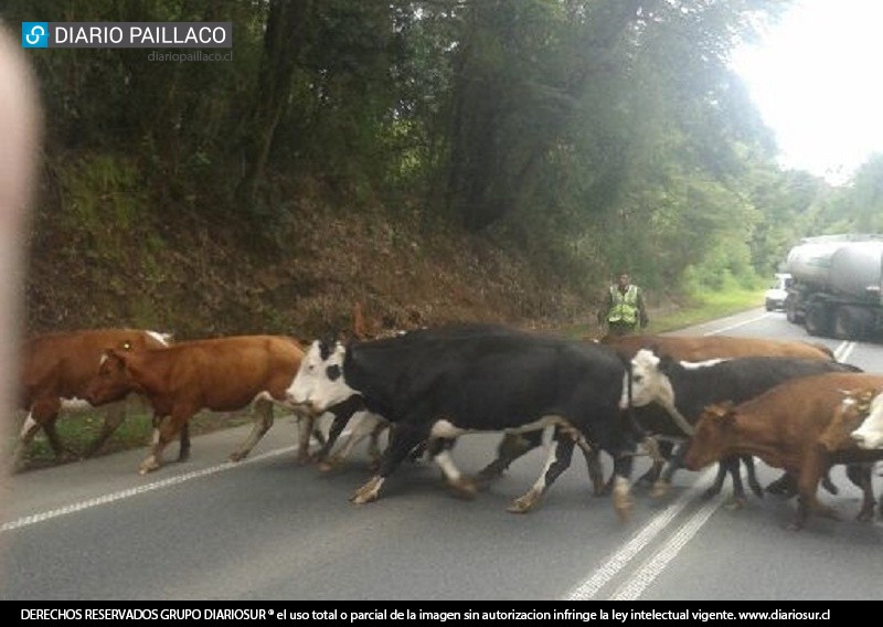 Carabineros despejó la ruta y sigue investigación para identificar al dueño de los animales