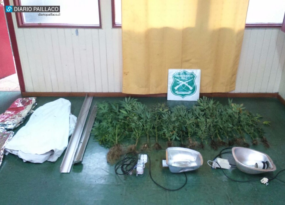Carabineros de Paillaco desbarató laboratorio clandestino de marihuana