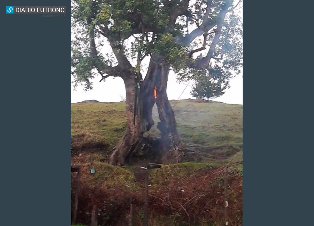 Alarma de bomberos por fuego en un árbol en Los Castaños