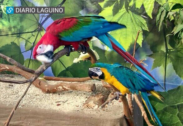 Por éxito de visitas Expo Safari Austral se queda en Los Lagos hasta el martes