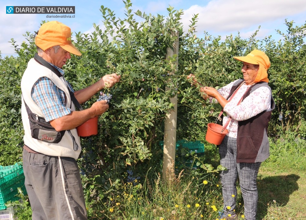 Más de seis millones kilos de arándanos son exportados por la Región de Los Ríos