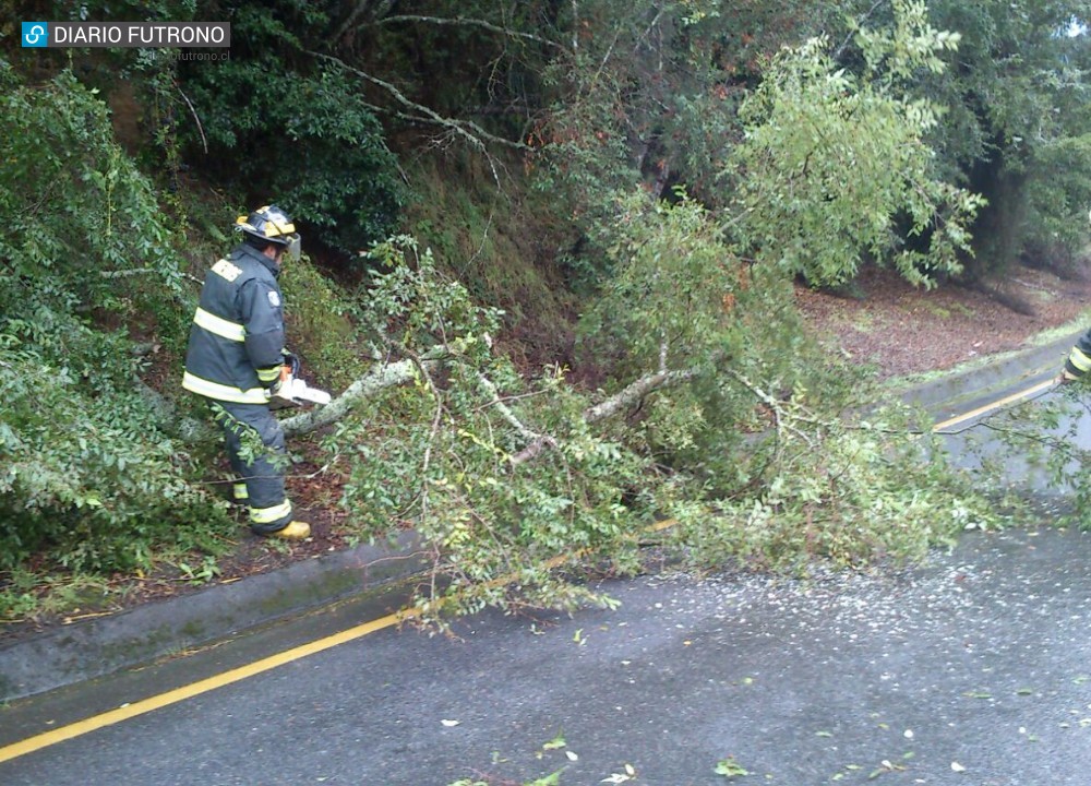 Bomberos de Futrono retiró árbol caído camino a Dollinco