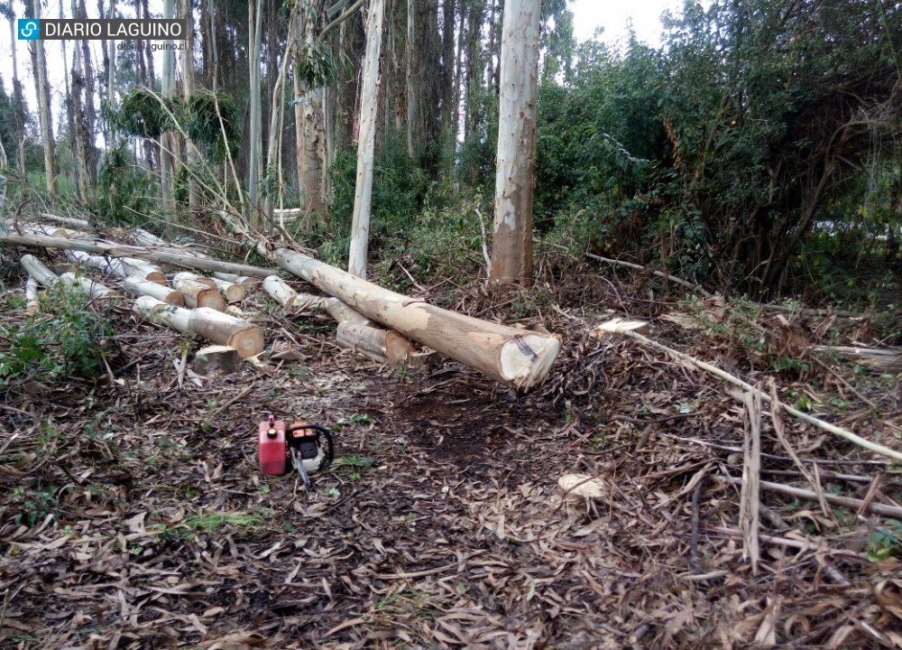 Trabajador murió aplastado por un árbol en sector rural de Los Lagos