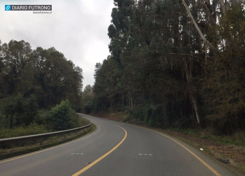 Peligro en la ruta: Árboles entre Nontuelá y Futrono podrían caer a la carretera