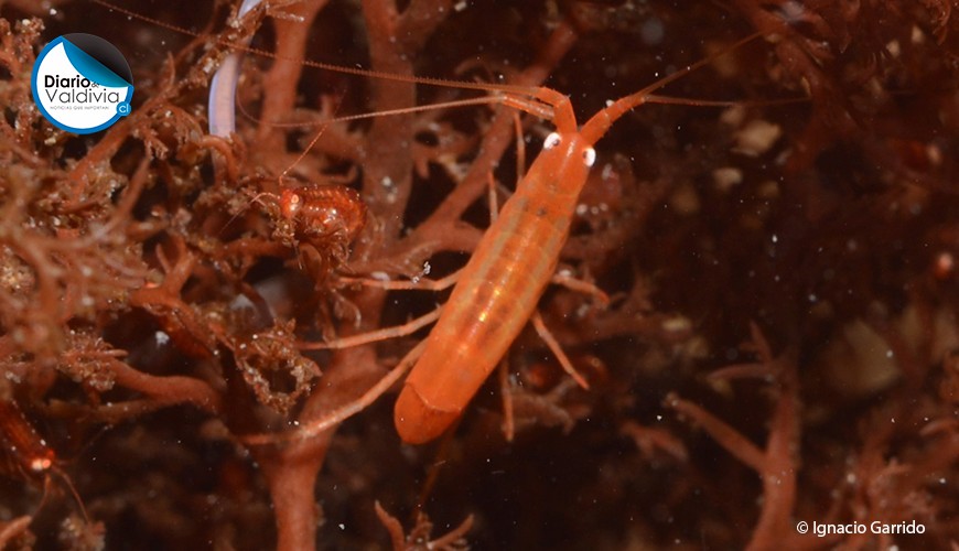 Pulgas de mar podrían no adaptarse al cambio global