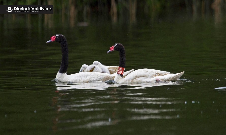 Más de un centenar de cisnes de cuello negro serán marcados con collares rojos para seguimiento a distancia