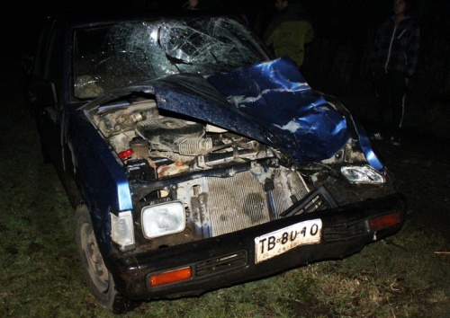 Camioneta impacta a vacuno en el sector de Santa Laura