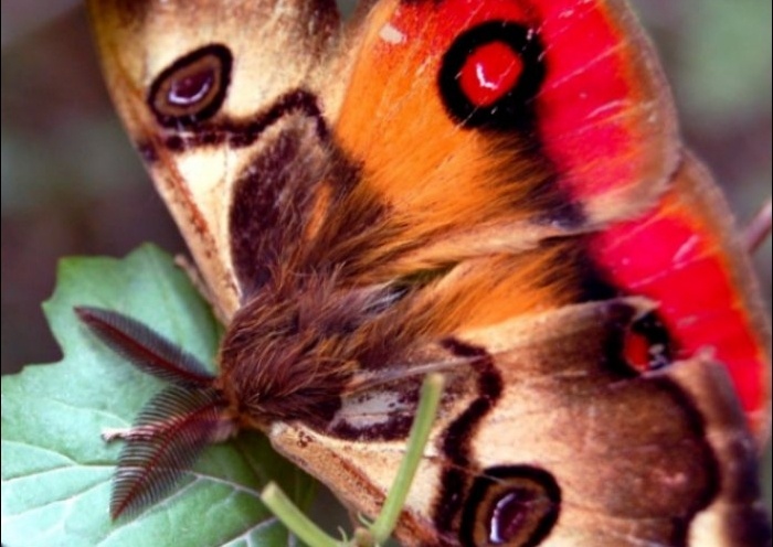 La Mariposa de Cuatro Ojos 