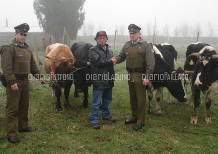 Carabineros recuperó cuatro vacunos avaluados en 2 millones de pesos