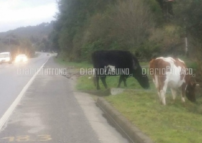 Propietaria de animales sueltos en ruta Paillaco - Valdivia recibió infracción de Carabineros