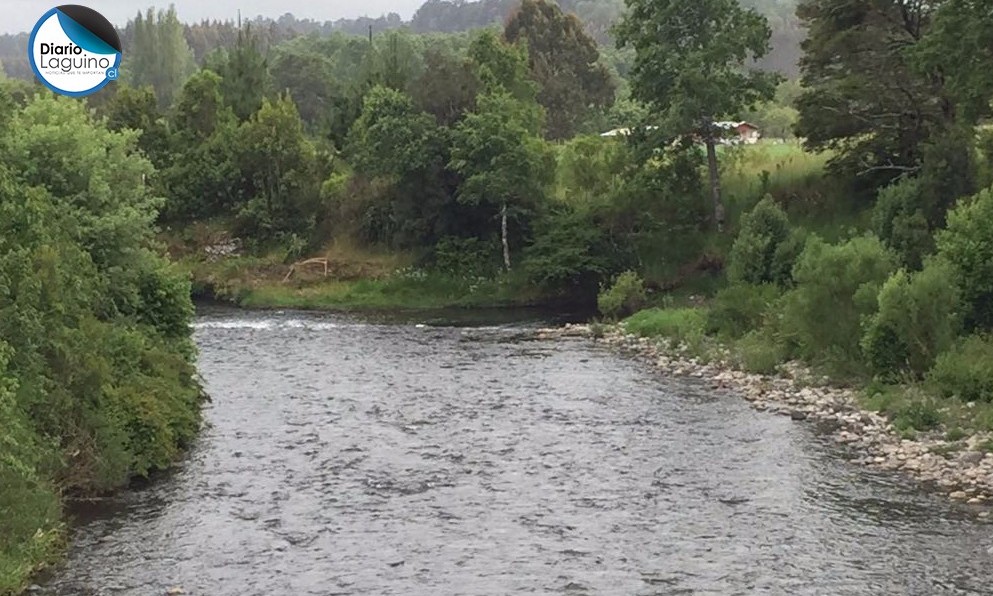 Esta madrugada apareció laguino que se lanzó a las aguas del río Quinchilca