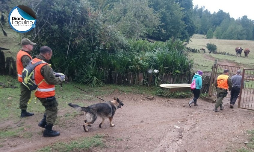 Perrita "Coral", proveniente de Puerto Montt, se suma a rastreo de adulto extraviado en Los Lagos