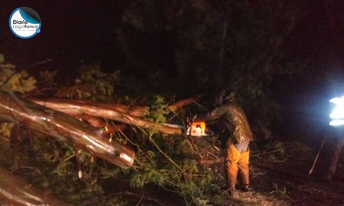 Temporal provocó caída de árbol en Riñinahue