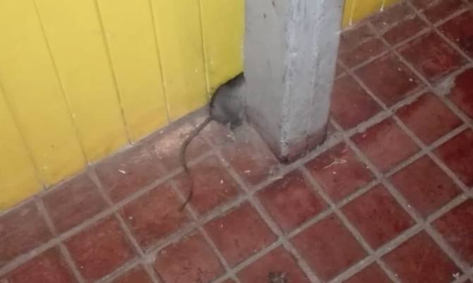 Apoderados preocupados por presencia de ratones en escuela de Llifén