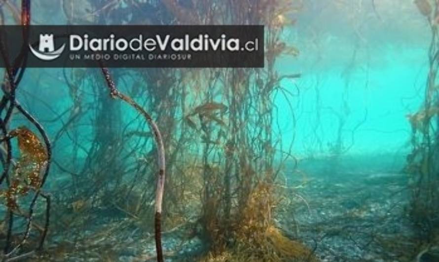 Investigadores diseñarán completo sistema para dimensionar bosques submarinos en la Patagonia