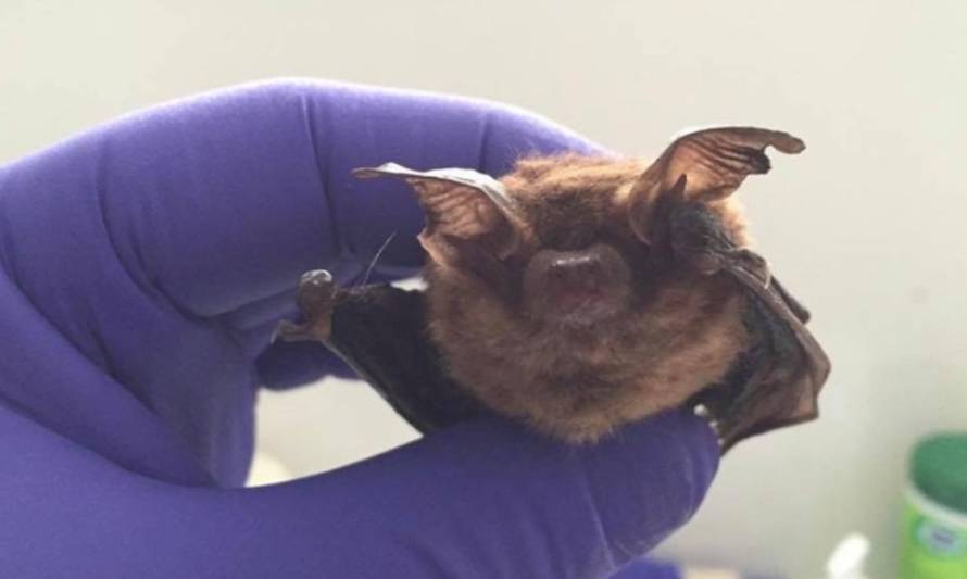 Seremi de Salud confirmó hallazgo de murciélago positivo a rabia en Río Bueno