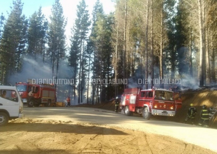Incendio forestal consumió dos hectáreas y media de un bosque de eucaliptus