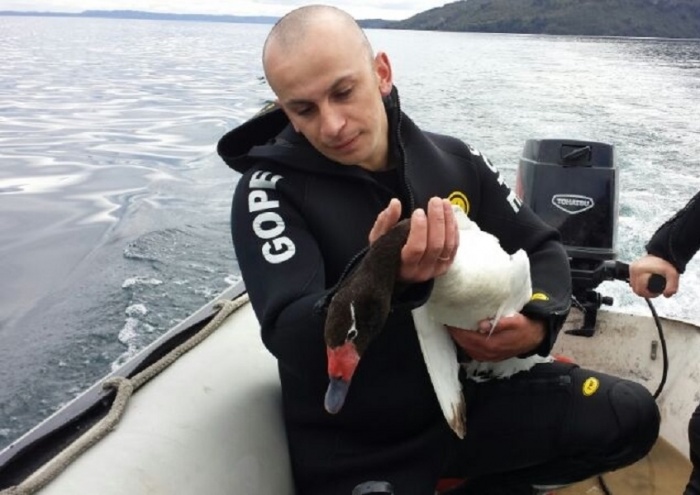 GOPE rescata cisne de cuello negro en el río Caunahue de Futrono