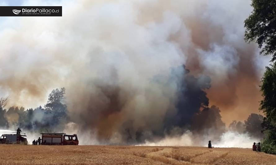 Bomberos de Futrono, Paillaco y Río Bueno combaten incendio forestal en San Pedro-Santa Rosa