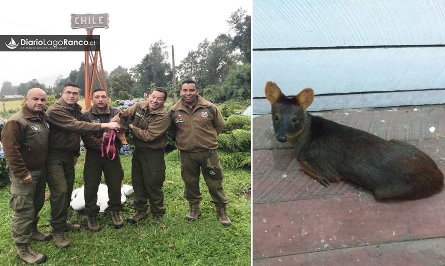 Carabineros de Riñinahue rescataron pudú hembra atrapada en trampa para jabalíes