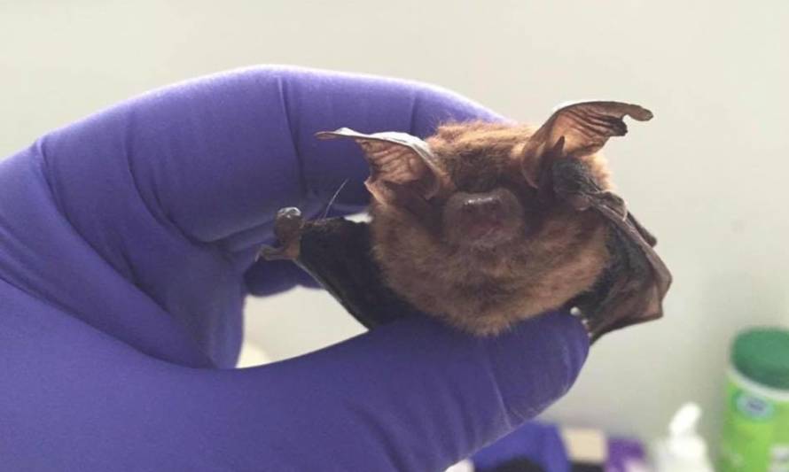 Seremi de Salud confirma hallazgo de quinto murciélago positivo a rabia en Los Ríos