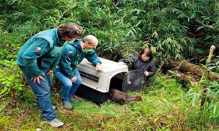 Pudúes rescatados en Lago Ranco y otras comunas volvieron a la vida silvestre