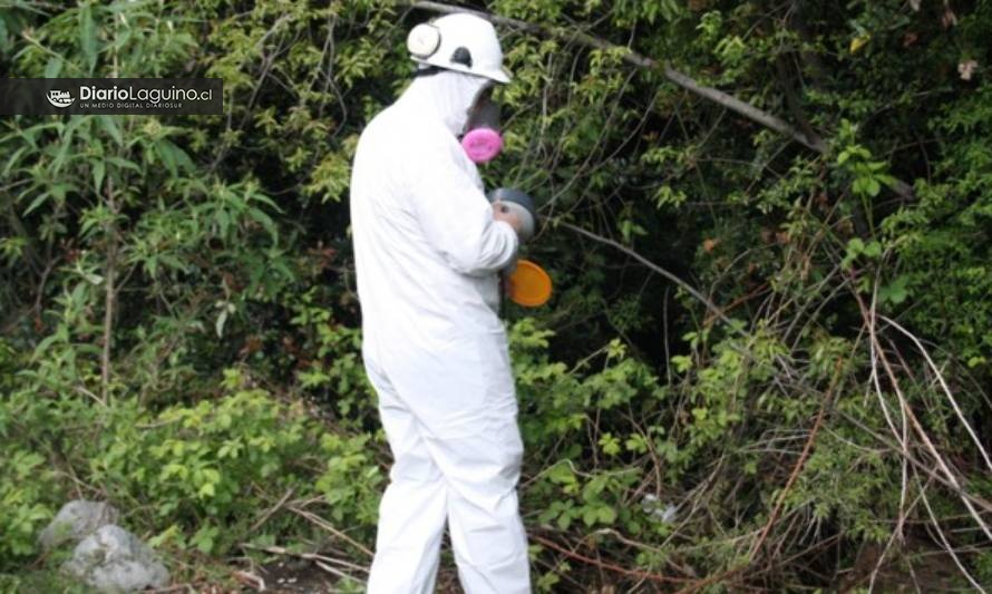 Confirmado: Quinto caso de hanta en la región afecta a trabajador forestal de Los Lagos