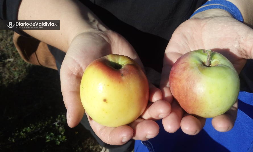 Inician estudio para mejorar productividad y competitividad de los productos derivados de la manzana