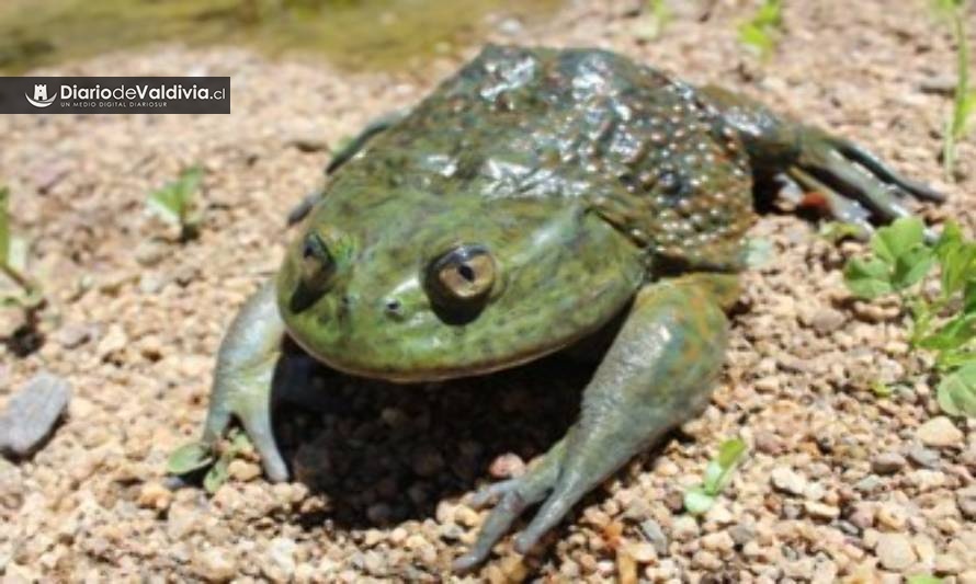 Científicos identifican en Chile zonas de alto riesgo para anfibios por devastador hongo bd 