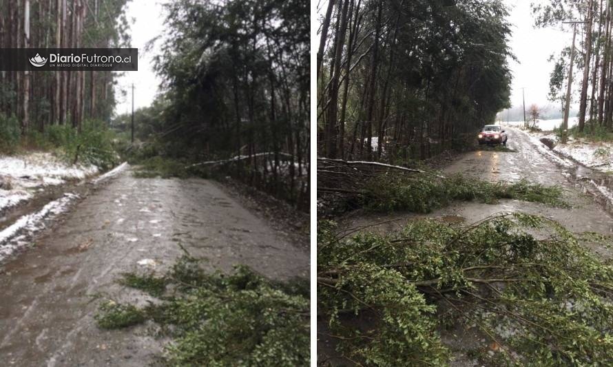 Cruce La Pellinada: caída de árboles interrumpió tránsito por algunos minutos