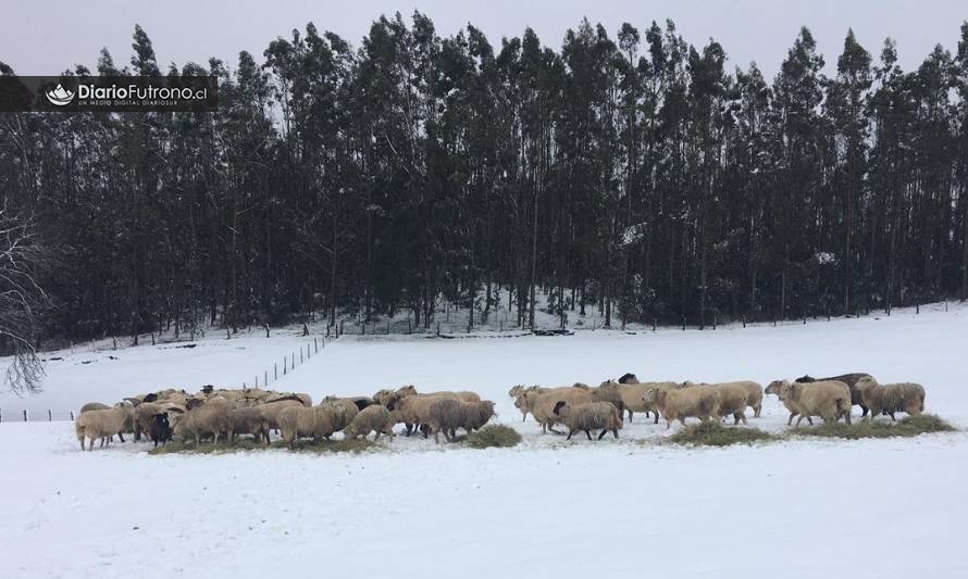 Onemi de los Ríos calificó nevazón como normal:¿Estás de acuerdo?