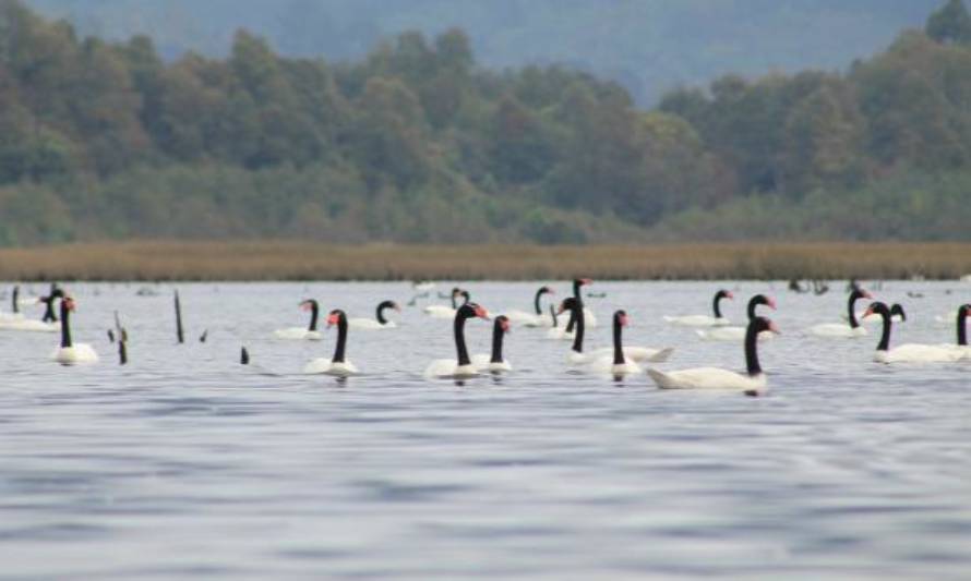 Santuario de la Naturaleza Río Cruces y Chorocamayo  ya tiene su plan de manejo participativo