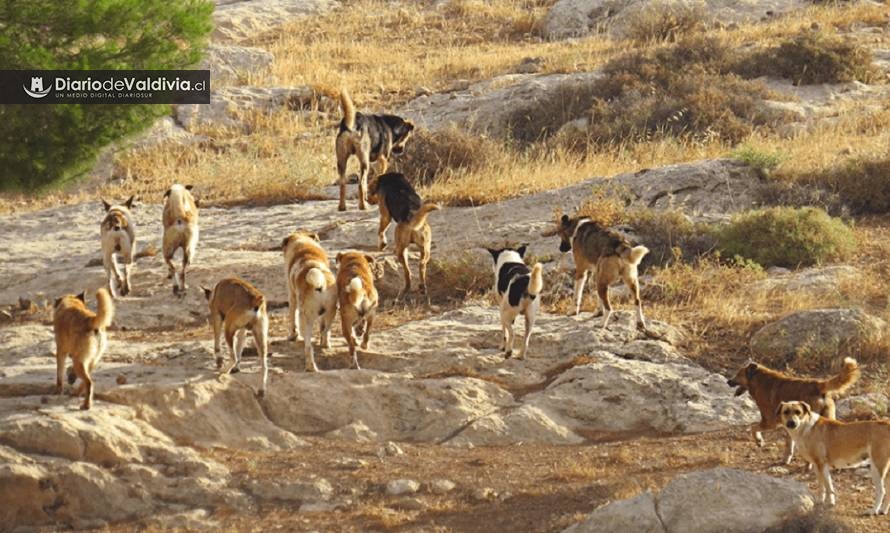 Presentan proyecto de ley que permitiría el control de los “perros asilvestrados”