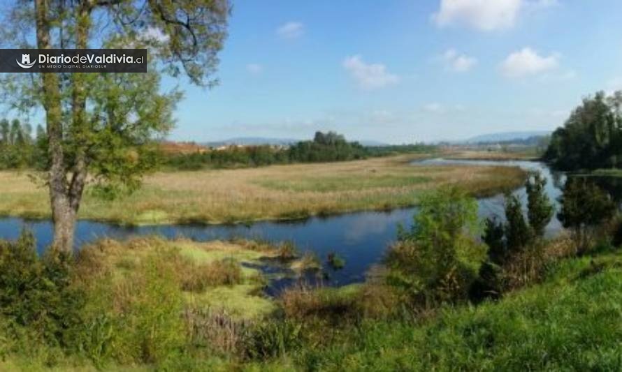 Tribunal Ambiental dicta medidas cautelares por relleno de tres humedales de Valdivia