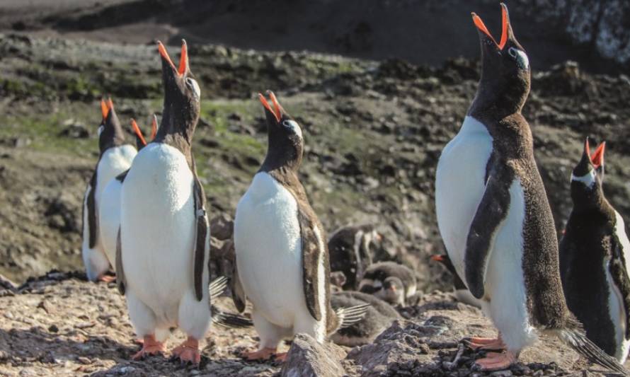 ¡A participar! Concurso fotográfico “Ojo de Pez” premia con un viaje a la Antártica