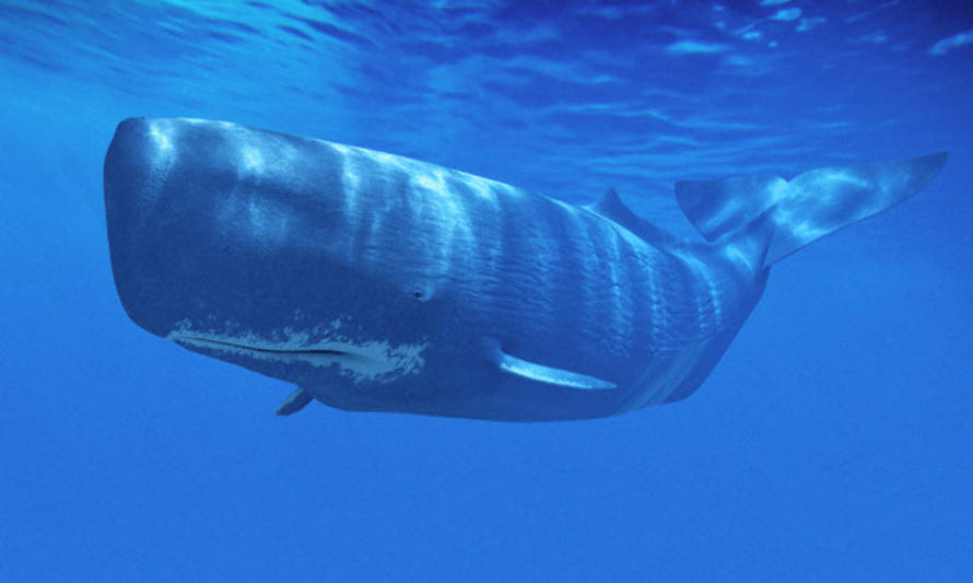 Mocha Dick, la ballena chilena que inspiró la novela Moby Dick