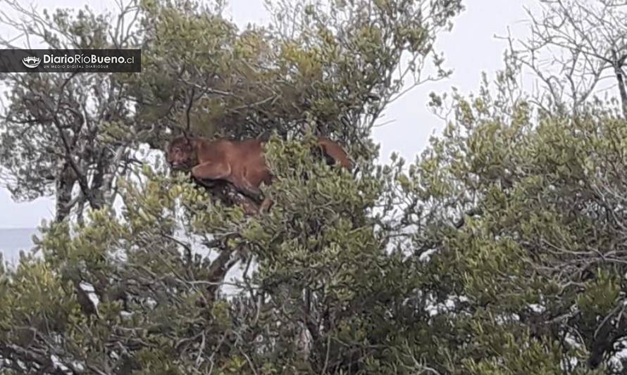 Encuentran puma atrapado sobre un árbol en Río Bueno