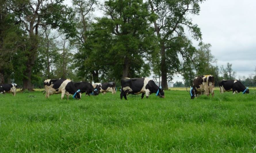 Investigador del INIA: Las vacas no son las principales causantes del calentamiento global