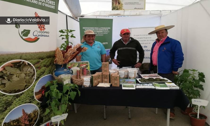 Proyecto interdisciplinario impulsa innovación alimentaria a base de Quínoa chilena