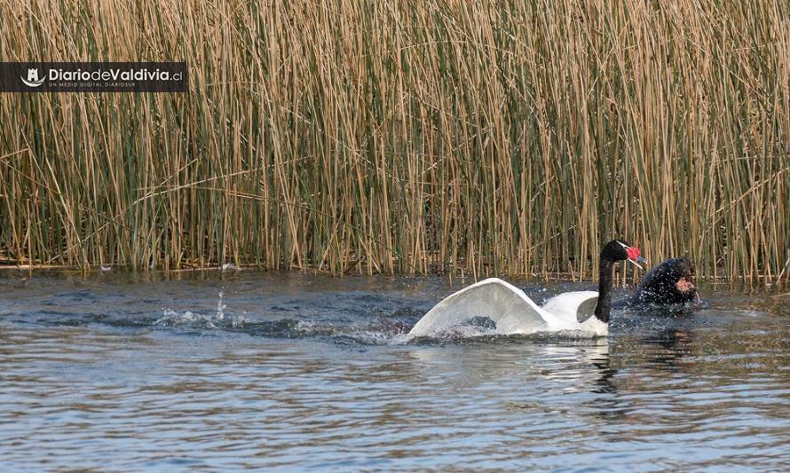 Malas noticias: Continúan ataques de lobos marinos a cisnes de cuello negro en Valdivia