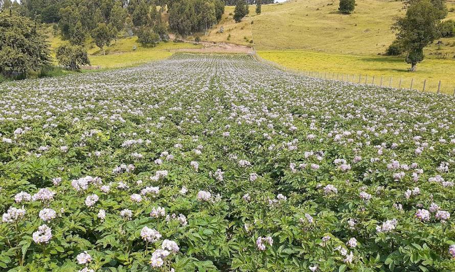 Programa está impulsando el desarrollo hortofrutícola en la Provincia del Ranco