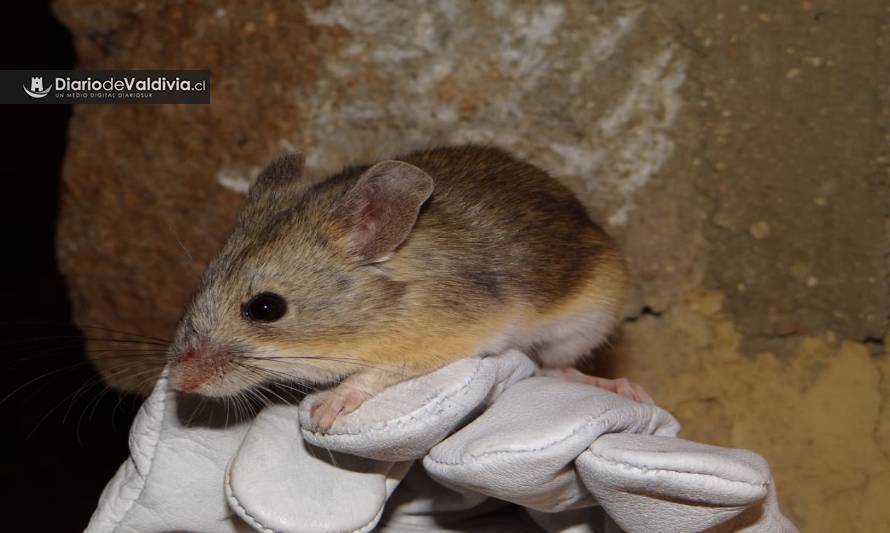 Récord mundial: científicos descubren roedor a más de 6700 metros de altura