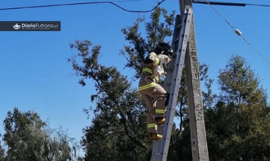 Bomberos de Futrono rescataron a gatito en apuros